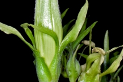  Ipomoea ampullacea; Photo Credit: Andrew McDonald