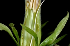  Ipomoea ampullacea; Photo Credit: Andrew McDonald