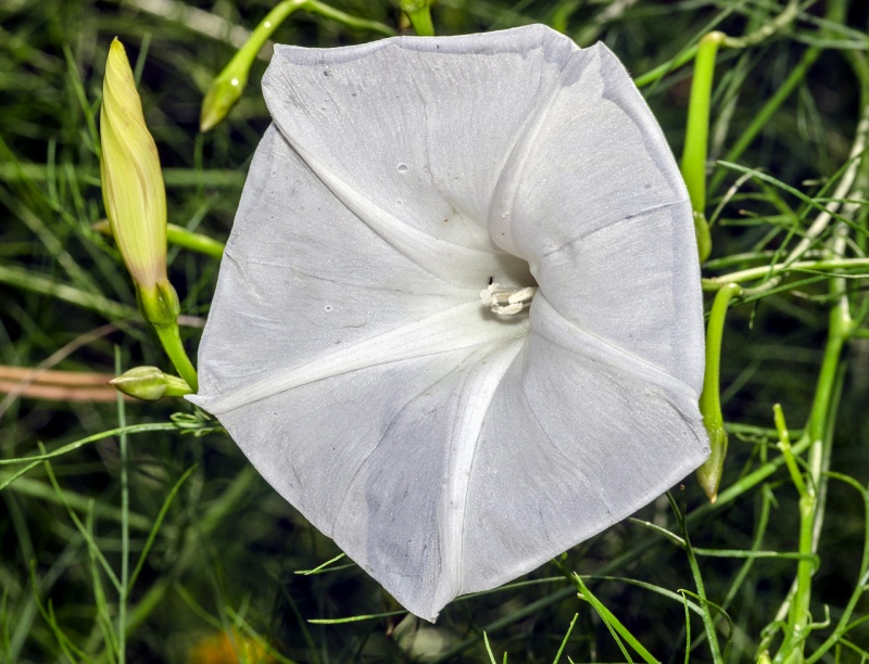 Ipomoea ancisa; Photo Credit: Scott Trageser