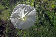 Ipomoea ancisa; Photo Credit: Doug Danforth