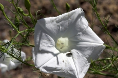 Ipomoea ancisa; Photo Credit: Doug Danforth