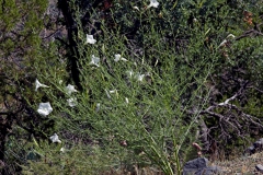 Ipomoea ancisa; Photo Credit: Doug Danforth