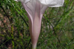 Ipomoea ancisa; Photo Credit: Doug Danforth