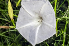 Ipomoea ancisa; Photo Credit: Scott Trageser