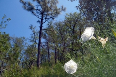 Ipomoea ancisa; Photo Credit: John Palting