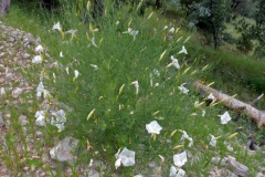 Ipomoea ancisa; Photo Credit: John Palting