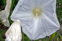 Ipomoea ancisa; Photo Credit: John Palting