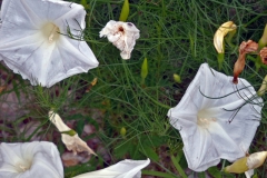 Ipomoea ancisa; Photo Credit: John Palting