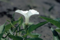 Ipomoea aquatica; Photo credit: Dan Austin