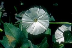 Ipomoea aquatica; Photo credit: Dan Austin