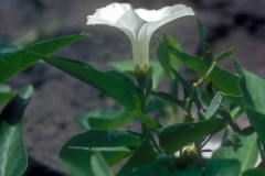 Ipomoea aquatica; Photo credit: Dan Austin
