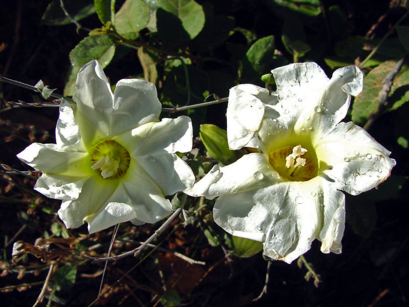 Ipomoea arborescens; Photo credit: Richard Felger