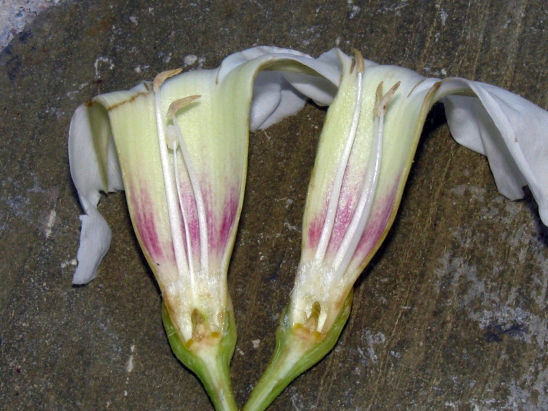 Ipomoea arborescens var. arborescens; Photo Credit: Dan Austin (1)