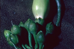 Ipomoea arborescens var. arborescens; Photo Credit: Dan Austin (2)