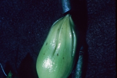 Ipomoea arborescens var. arborescens; Photo Credit: Dan Austin (2)