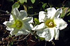 Ipomoea arborescens; Photo credit: Richard Felger