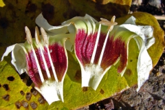 Ipomoea arborescens var. pachylutea; Photo credit: Richard Felger