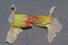 Ipomoea arborescens var. arborescens; Photo Credit: Dan Austin (1)