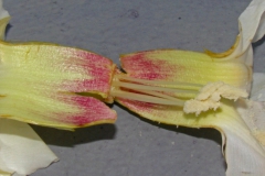 IIpomoea arborescens var. arborescens; Photo Credit: Dan Austin (1)