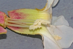 Ipomoea arborescens var. arborescens; Photo Credit: Dan Austin (1)