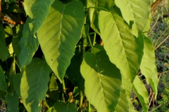 Ipomoea arborescens; Photo credit: Tom Van Devender
