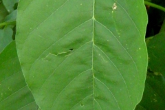 Ipomoea arborescens; Photo credit: Tom Van Devenderr