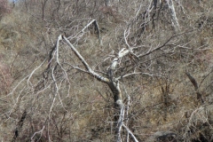 Ipomoea arborescens, freeze-damaged trees; Photo credit: Tom Van Devender