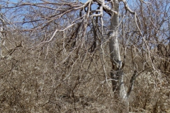 Ipomoea arborescens, freeze-damaged trees; Photo credit:Tom Van Devender