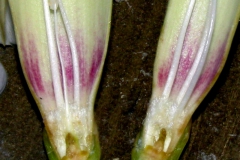 Ipomoea arborescens var. arborescens; Photo Credit: Dan Austin (1)