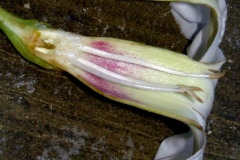 Ipomoea arborescens var. arborescens; Photo Credit: Dan Austin (1)