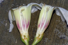 Ipomoea arborescens var. arborescens; Photo Credit: Dan Austin (1)