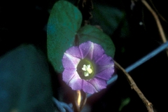 Ipomoea aristolochiaefolia; Photo credit: David McJunkin & Daniel Austin