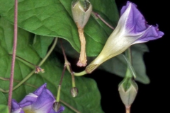 Ipomoea aristolochiaefolia; Photo credit: Andrew McDonald