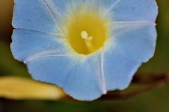 Ipomoea aristolochiaefolia; Photo credit: Sune Holt