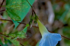 Ipomoea aristolochiaefolia; Photo credit: Sune Holt