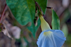 Ipomoea aristolochiaefolia; Photo credit: Sune Holt