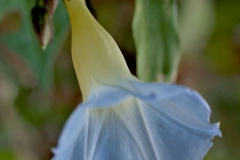 Ipomoea aristolochiaefolia; Photo credit: Sune Holt
