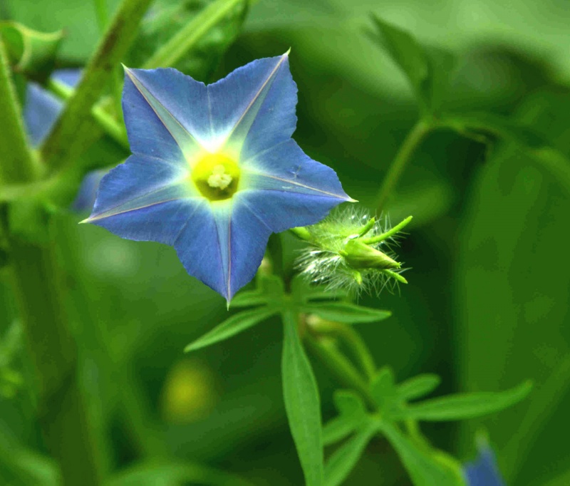 Ipomoea barbatisepala; Photo credit: Tom Van Devender