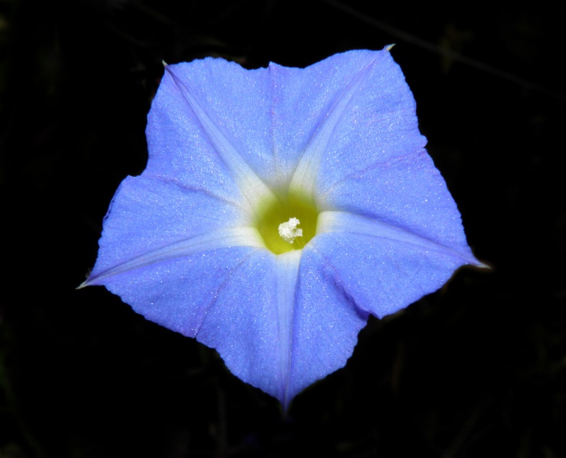 Ipomoea barbatisepala; Photo credit: Tom Van Devender