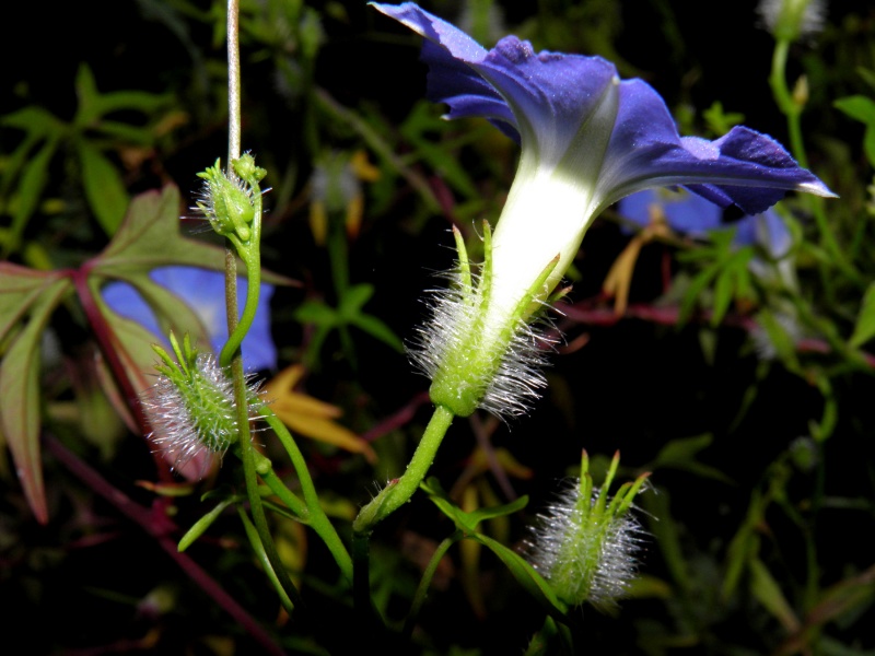 Ipomoea barbatisepala; Photo credit: Tom Van Devender
