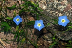 Ipomoea barbatisepala; Photo credit: Daniel Austin