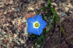 Ipomoea barbatisepala; Photo credit: Daniel Austin