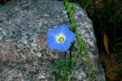 Ipomoea barbatisepala; Photo credit: Daniel Austin