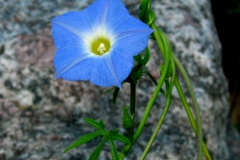Ipomoea barbatisepala; Photo credit Daniel Austin