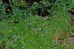 Ipomoea barbatisepala; Photo credit: Daniel Austin