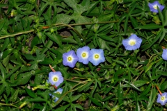 Ipomoea barbatisepala; Photo credit: Daniel Austin