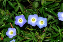 Ipomoea barbatisepala; Photo credit Daniel Austin