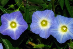 Ipomoea barbatisepala; Photo credit: Daniel Austin