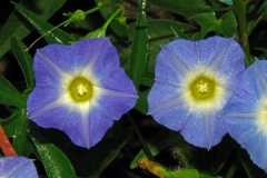 Ipomoea barbatisepala; Photo credit: Daniel Austin