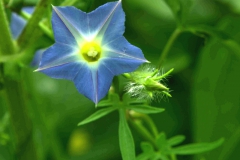 Ipomoea barbatisepala; Photo credit: Tom Van Devender